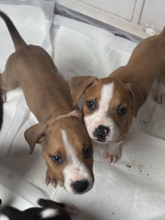 Wir suchen noch ein Zuhause amerikanische Bulldogge