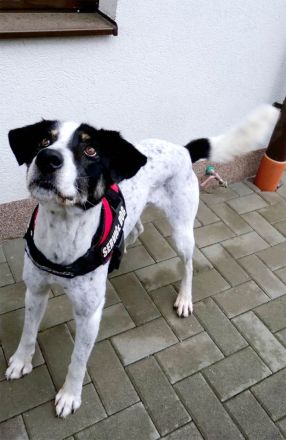Unkomplizierter Toto möchte einen Begleiter