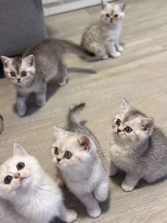 BKH Silver Shaded Kitten