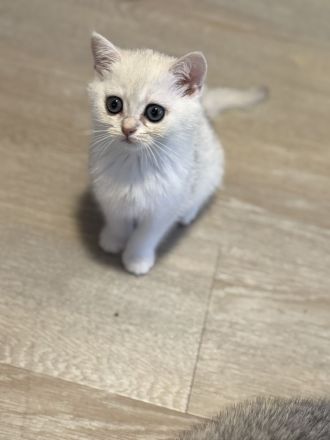 BKH Silver Shaded Kitten