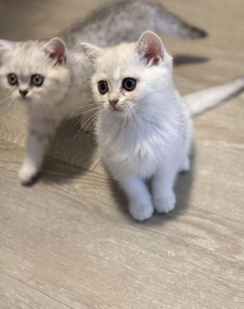 BKH Silver Shaded Kitten