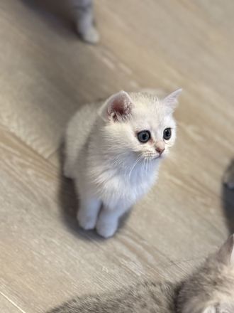 BKH Silver Shaded Kitten