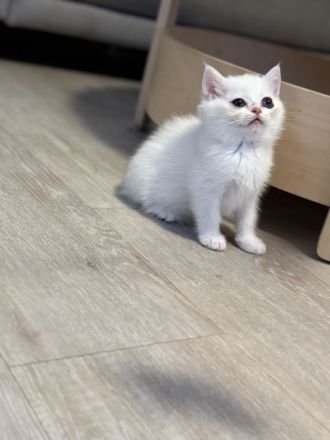 BKH Silver Shaded Kitten