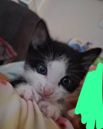 3 Babykatzen suchen ein liebevolles Zuhause