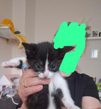 3 Babykatzen suchen ein liebevolles Zuhause