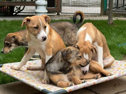 Hanjo & Heiner, liebe Junghunde auf der Suche nach einem (getrennten) für Immer Zuhause, 5M, 35 cm