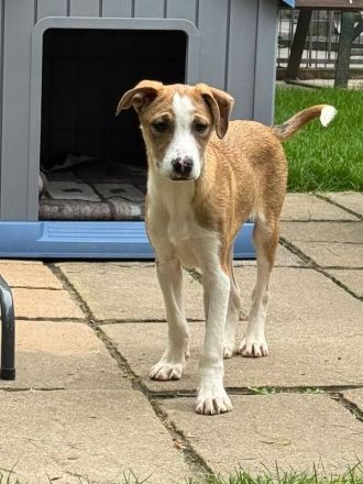 Hanjo & Heiner, liebe Junghunde auf der Suche nach einem (getrennten) für Immer Zuhause, 5M, 35 cm