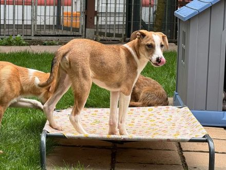 Hanjo & Heiner, liebe Junghunde auf der Suche nach einem (getrennten) für Immer Zuhause, 5M, 35 cm