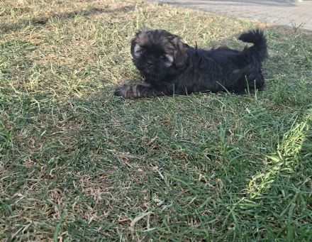 Shih Tzu / Chihuahua Mix Welpen