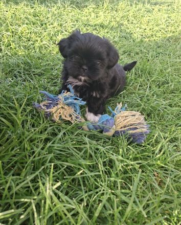 Shih Tzu / Chihuahua Mix Welpen