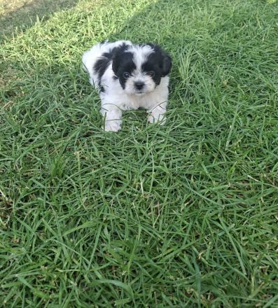 Shih Tzu / Chihuahua Mix Welpen