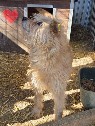 Pumba, liebe, sensible Hündin mit großem Potenzial und Appetit auf Leckerchen, 7J, 47cm