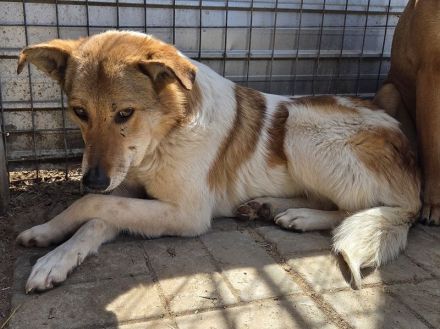 Salina, liebe Hündin, die schon seit 5 Jahren wartet! 6J, 56cm