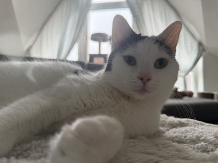 Schwestern suchen ein Zuhause