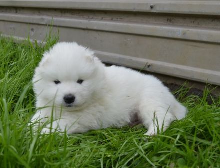 Samojedenwelpen