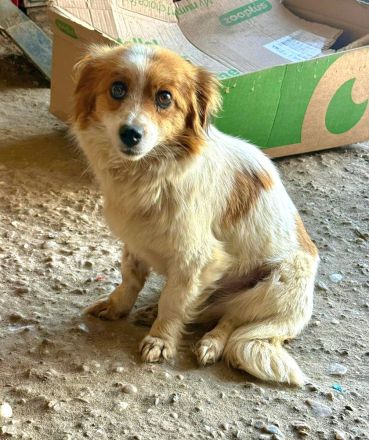 Finola, ein Winzling, 25 cm, möchte ein Fürimmerzuhause bei lieben Menschen