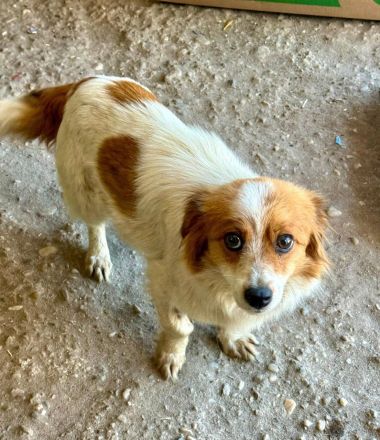 Finola, ein Winzling, 25 cm, möchte ein Fürimmerzuhause bei lieben Menschen