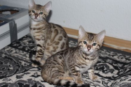 Wunderschöne reinrassige Bengal-Kitten suchen ein liebevolles Zuhause