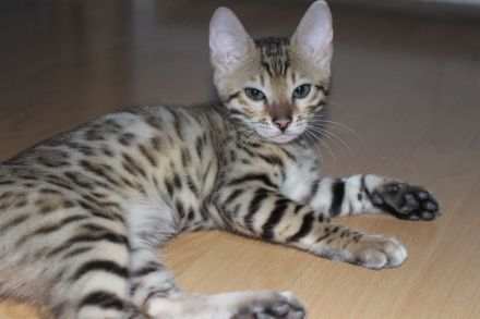 Wunderschöne reinrassige Bengal-Kitten suchen ein liebevolles Zuhause