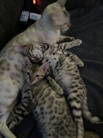 Wunderschöne reinrassige Bengal-Kitten suchen ein liebevolles Zuhause