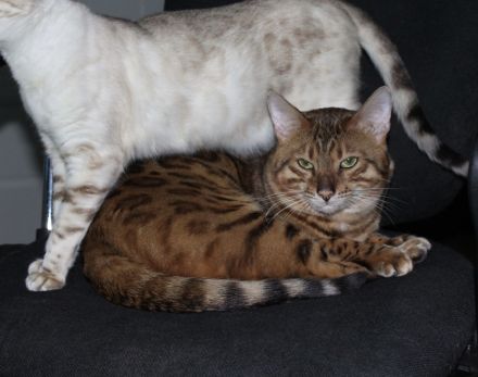 Wunderschöne reinrassige Bengal-Kitten suchen ein liebevolles Zuhause