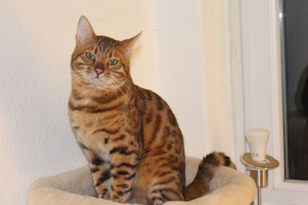 Wunderschöne reinrassige Bengal-Kitten suchen ein liebevolles Zuhause