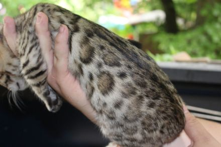 Wunderschöne reinrassige Bengal-Kitten suchen ein liebevolles Zuhause