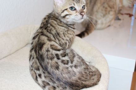 Wunderschöne reinrassige Bengal-Kitten suchen ein liebevolles Zuhause