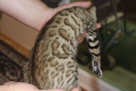Wunderschöne reinrassige Bengal-Kitten suchen ein liebevolles Zuhause