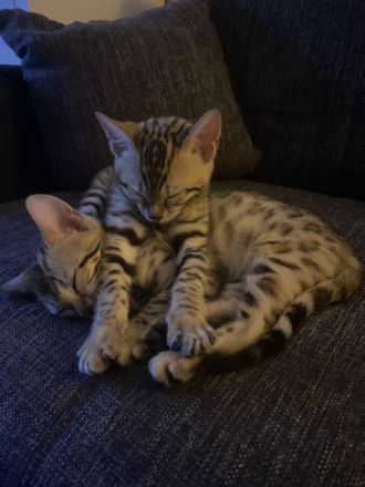 Wunderschöne reinrassige Bengal-Kitten suchen ein liebevolles Zuhause