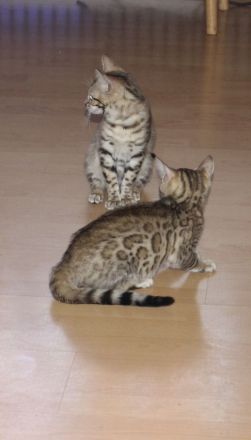 Wunderschöne reinrassige Bengal-Kitten suchen ein liebevolles Zuhause