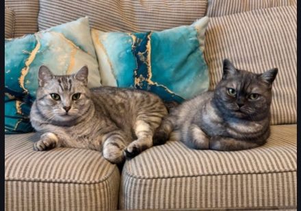 zwei Britisch kurzhaar katzen