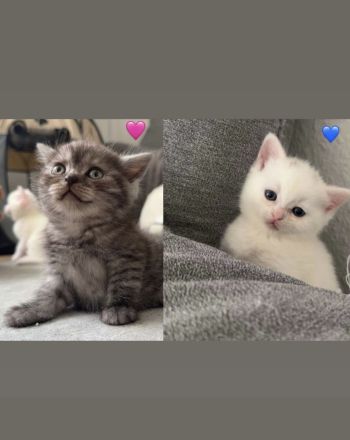 Bkh kitten
