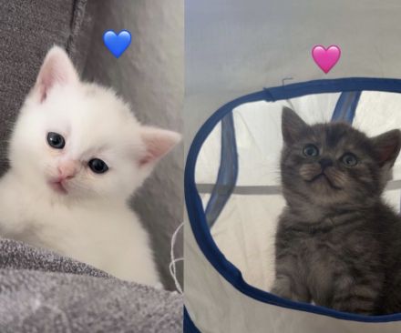 Bkh kitten
