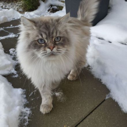 1 kleiner Kater/ Sibirische Katze -blaue Augen-
