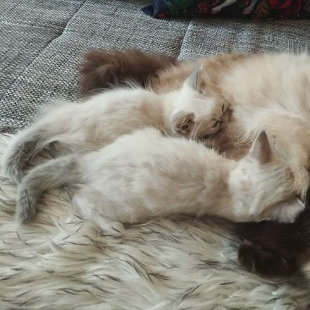 1 kleiner Kater/ Sibirische Katze -blaue Augen-