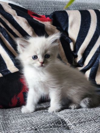 1 kleiner Kater/ Sibirische Katze -blaue Augen-
