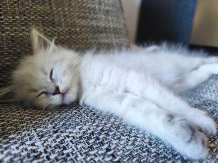 1 kleiner Kater/ Sibirische Katze -blaue Augen-