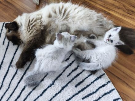 1 kleiner Kater/ Sibirische Katze -blaue Augen-