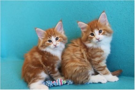 Norwegische Waldkatzen - Kitten