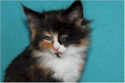 Norwegische Waldkatzen - Kitten