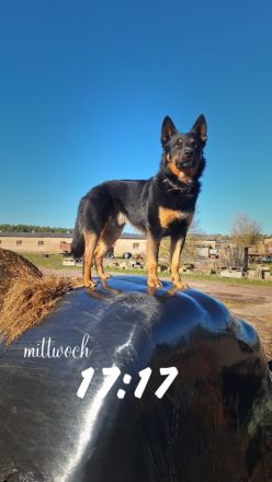 Australien Kelpie Mischling