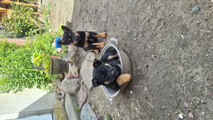 Australien Kelpie Mischling