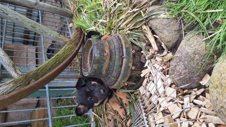 Australien Kelpie Mischling