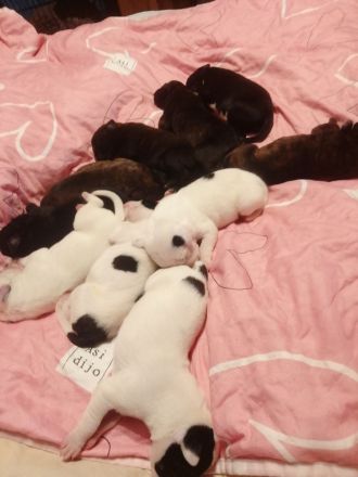Liebevolle Rasselbande sucht ein Zuhause auf Lebenszeit ​13 zuckersüße Welpen cane corso mix