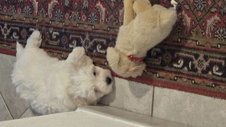 Malteser Welpen