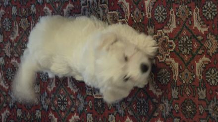 Malteser Welpen