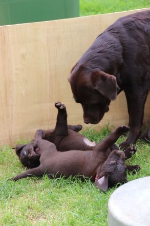 Wundervolle schokobraune Labradorwelpen