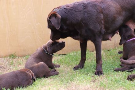 Wundervolle schokobraune Labradorwelpen