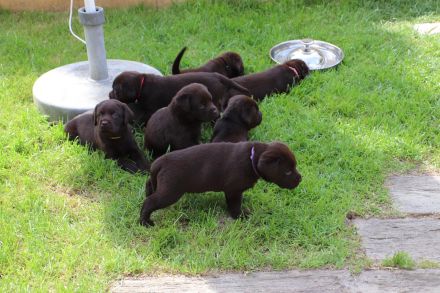 Wundervolle schokobraune Labradorwelpen